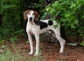 Tennesee Treeing Walker Coonhound Royalty Free Stock Photo