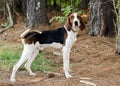 Tennesee Treeing Walker Coonhound Royalty Free Stock Photo