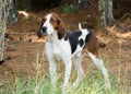 Tennesee Treeing Walker Coonhound Royalty Free Stock Photo