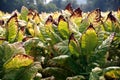 Tennessee Cash Crop Tobacco