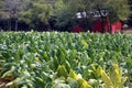 Tennessee Cash Crop Tobacco