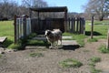 Tennessee fainting goat. A smaller goat and easy to care than larger goats. They are smarter, intelligent and easy to keep