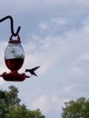 Hummingbird 1 - silhouette, flying while eating Royalty Free Stock Photo