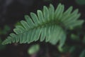 Tennessee Ostrich Fern single leaf