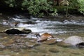 Tennessee Smoky Mountain Streams of Summer