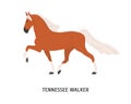 Tennessee Walking Horse flat vector illustration. American equine, Walker breed steed, pedigree hoss. Equestrian sport Royalty Free Stock Photo