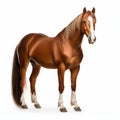 Tennessee Walking Horse Isolated On White Background Full Body Shot Royalty Free Stock Photo