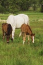 Tennessee Walking Horse or Tennessee Walker Colt Royalty Free Stock Photo