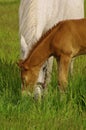 Tennessee Walking Horse or Tennessee Walker Colt