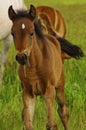 Tennessee Walking Horse or Tennessee Walker Colt