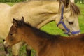 Tennessee Walking Horse or Tennessee Walker Colt Royalty Free Stock Photo