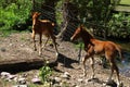 The Tennessee Walking Horse Royalty Free Stock Photo