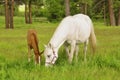 Tennessee Walking Horse or Tennessee Walker Colt Royalty Free Stock Photo