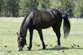 The Tennessee Walking Horse Royalty Free Stock Photo