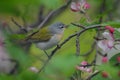 Tennessee Warbler among apple blossoms