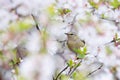 Tennessee Warbler in Cherry Blossoms