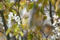 Tennessee Warbler in Flowering Serviceberry