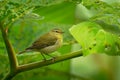 Tennessee Warbler - Leiothlypis Oreothlypis peregrina New World warbler