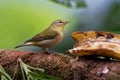 Tennessee Warbler - Leiothlypis Oreothlypis peregrina New World warbler