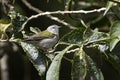 Tennessee Warbler, Leiothlypis peregrina, close up view