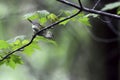 Tennessee Warbler, Leiothlypis peregrina, perched on a small branch