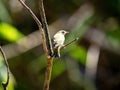 Tennessee Warbler, Leiothlypis peregrina, sits on a twig and searches for food. Colombia