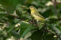 Tennessee Warbler - Leiothlypis peregrina