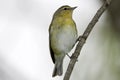 Tennessee Warbler perched Royalty Free Stock Photo
