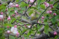 Tennessee Warbler perched among apple blossoms