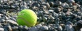 Tennis ball on the beach. Summer backgrounds