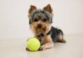 Tennis ball, cute and portrait of dog in studio for playing with sweet and adorable face for fun. Animal, toy and Royalty Free Stock Photo