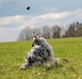 Tennis ball and dog.
