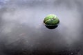 Tennis Ball Floating in Water Sports Forgotten Abandoned