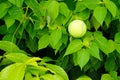 Tennis ball with green fence