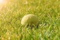 Tennis ball in the green grass in the sun. Green grass. The glare of the spring sun on the morning green grass Royalty Free Stock Photo