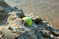 Tennis ball in the sand