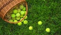 Tennis balls in a basket on green grass. Royalty Free Stock Photo