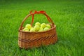 Tennis balls in a basket on green grass. Royalty Free Stock Photo