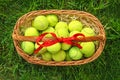 Tennis balls in a basket on green grass. Royalty Free Stock Photo