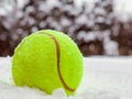 Tennis christmas ball on the snow on Christmas trees background, and falling snowflakes Sports card. Merry Christmas and Happy New Royalty Free Stock Photo