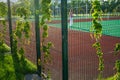 Tennis court with a woman behind a fence entwined with greenery.