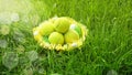 Tennis balls in a basket on green grass and blurred bokeh sunlight background. Royalty Free Stock Photo