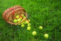Tennis Easter with tennis balls in a basket on green grass in the sunlight. Royalty Free Stock Photo