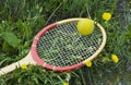 Tennis racket and ball on the grass and the dandelions Royalty Free Stock Photo