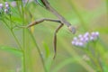 Tenodera sinensis Royalty Free Stock Photo