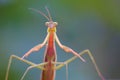 Tenodera sinensis Royalty Free Stock Photo