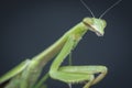 Tenodera sinensis, the fearless kungfu green mantis.