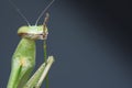 Tenodera sinensis, the fearless kungfu green mantis.