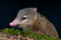 Tenrec Royalty Free Stock Photo