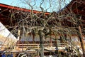 Tenryu-ji, a venerable Zen temple at Arashiyama, Susukinobabacho, Sagatenryuji, Ukyo